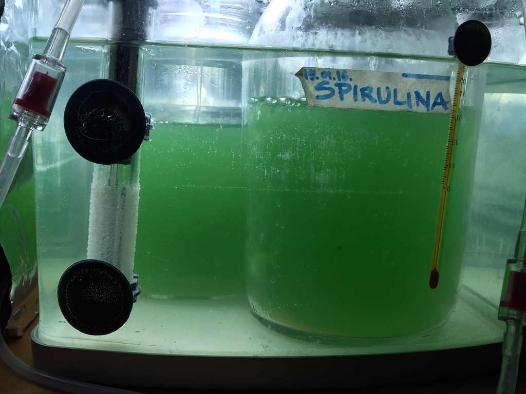 Spirulina Processing: The Nutrient-Dense Superfood Made in South America