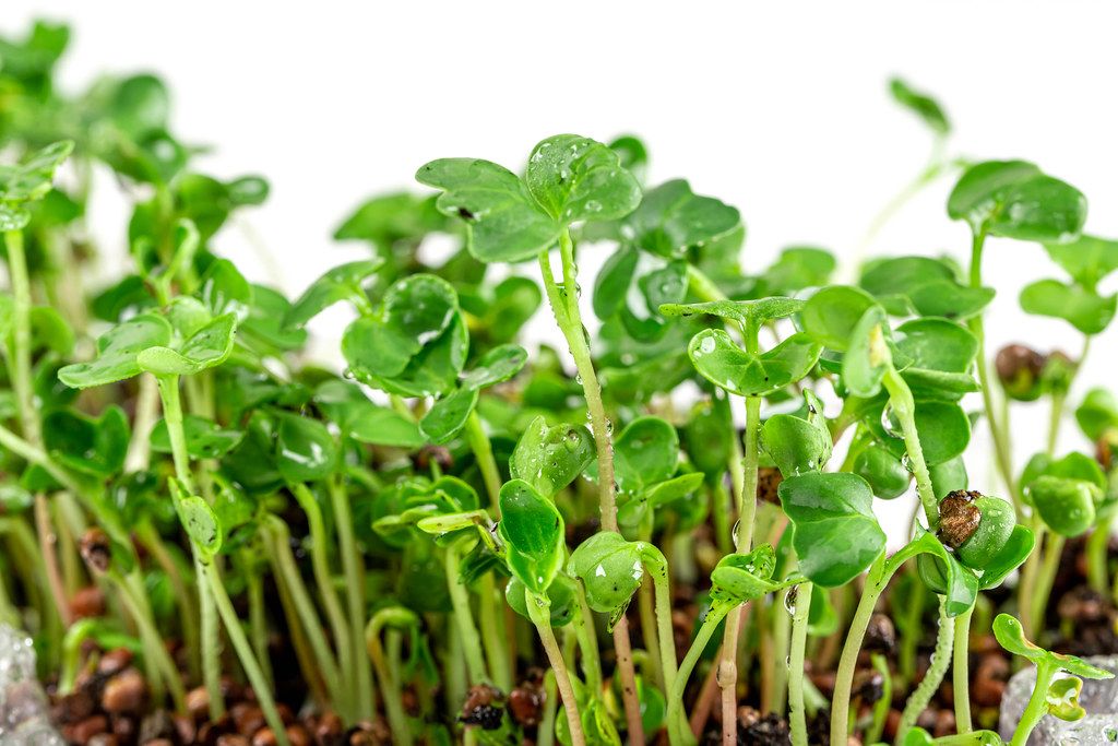 Organic Microgreens: The Superfood You Can Grow at Home!