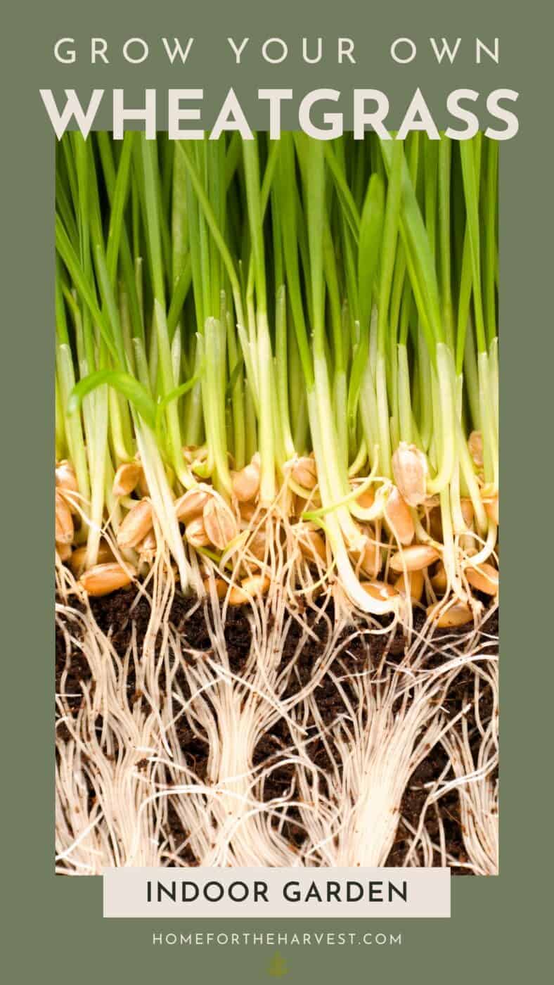 Grow Your Own Nutrient-Rich Superfood: A Comprehensive Guide to Growing Wheatgrass at Home