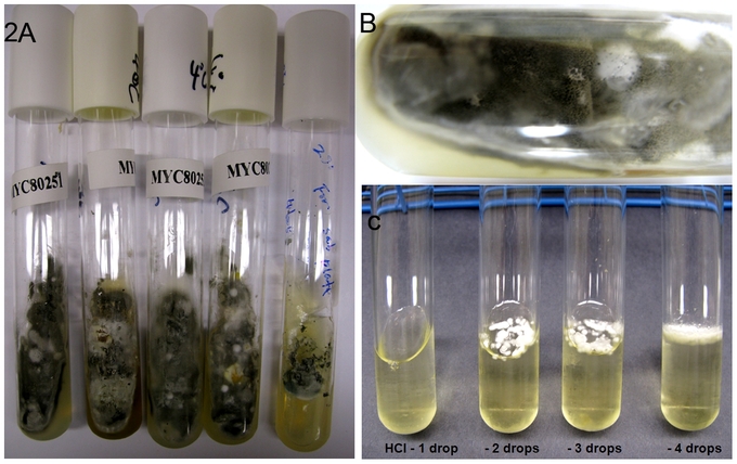 Preserving and Canning: The Key to Year-Round Healthy Eating