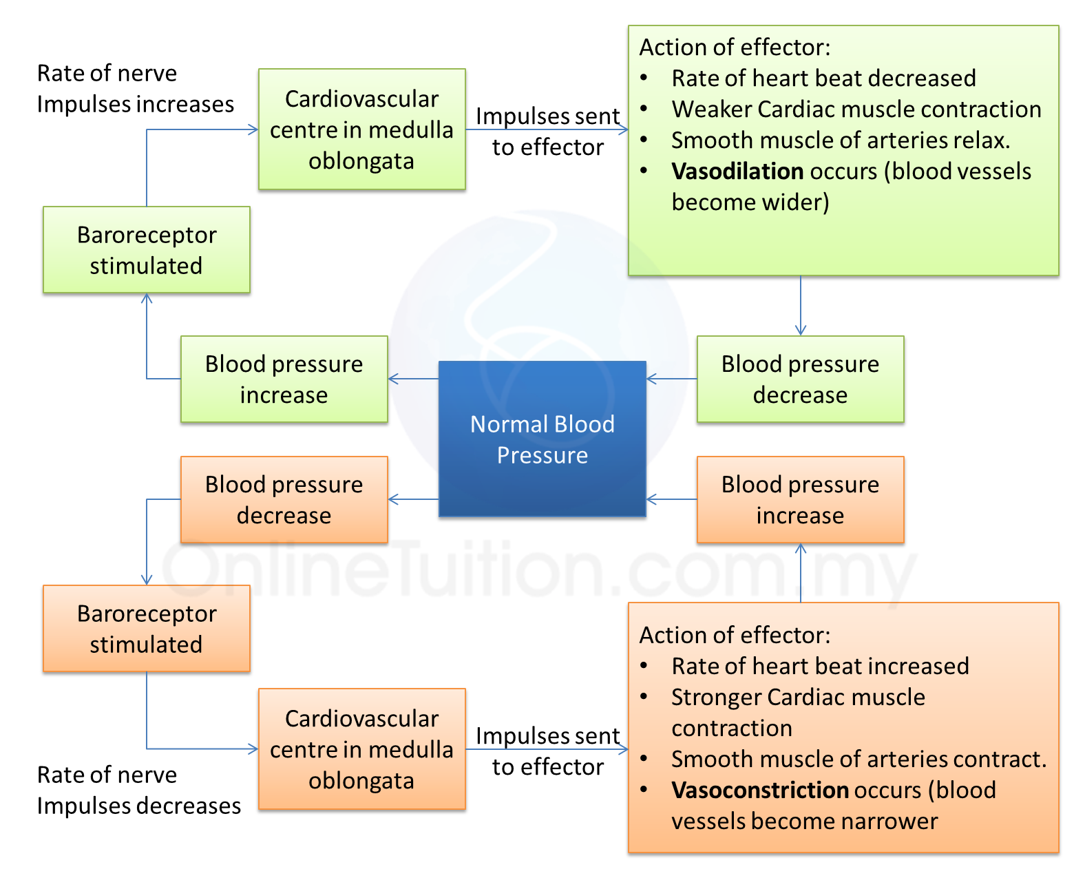 “Maintain Healthy Blood Pressure: Diet and Lifestyle Changes You Need to Know”