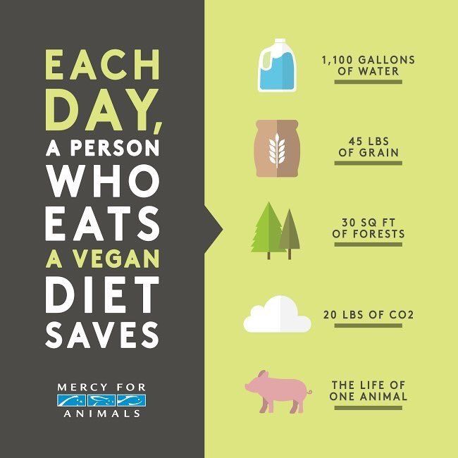 “The Eco-Friendly Choice: How a Vegan Diet Can Help Save the Planet”