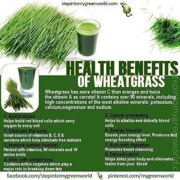Timing is Everything: When to Consume Wheatgrass for Maximum Benefits