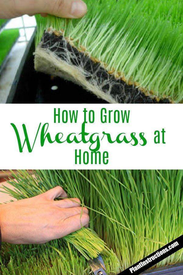 Grow Your Own Nutrient-Packed Wheatgrass at Home with These Simple Steps!