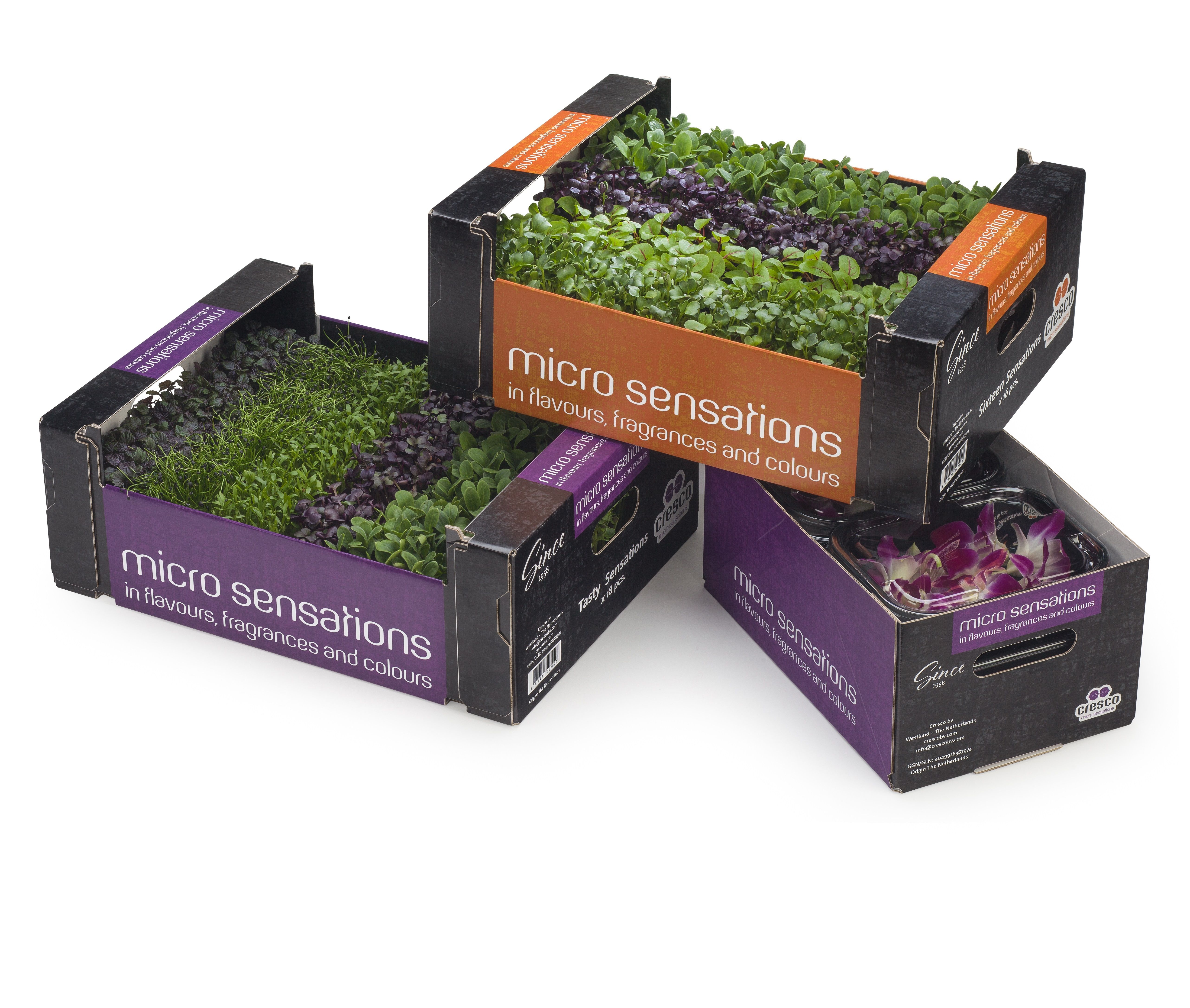 6 Containers Perfect for Growing Microgreens at Home!