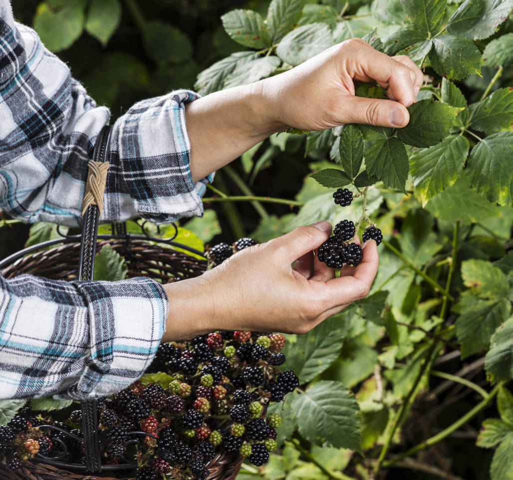 “Berrylicious: Tips for Successful Blackberry Picking in the Summer Months”