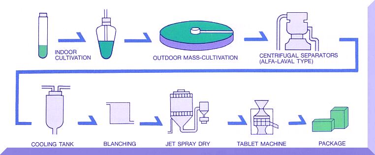 “Superfood of the Future: Chlorella Production Offers Nutritional and Environmental Benefits”