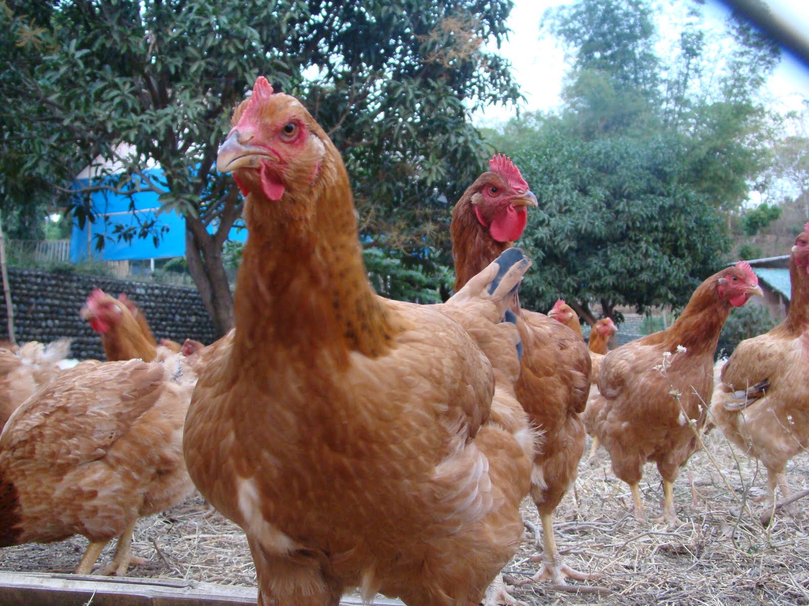 The Rise of Free-Range Poultry and Eggs: Healthier, Ethical, and Better for the Environment