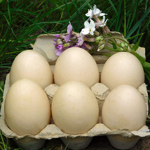 “Cracking the Benefits of Free-Range Duck Eggs: Healthier, Tastier, and More Humane!”