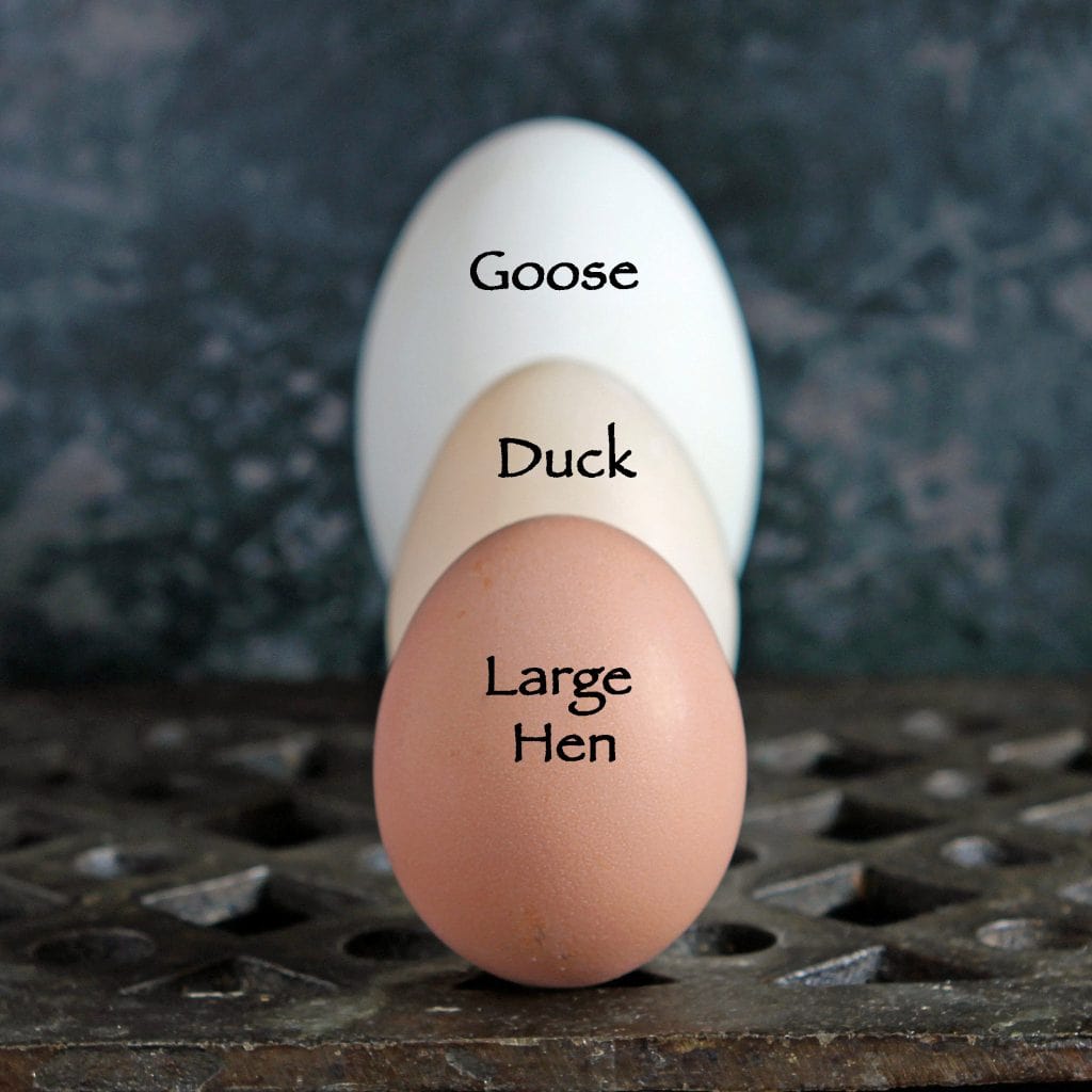 Crack the Code: Understanding Egg Size and Weight Variation