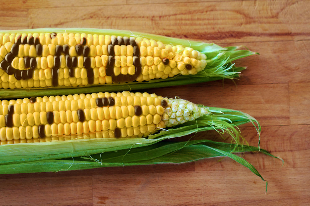 The Complex History and Controversies Surrounding GMOs in Agriculture and Food Production