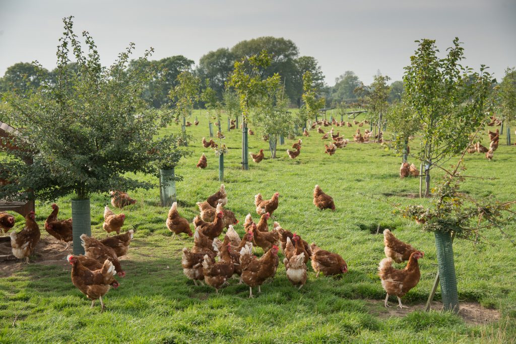 The Benefits of Free-Range Egg Farming: Healthier Eggs and Ethical Practices