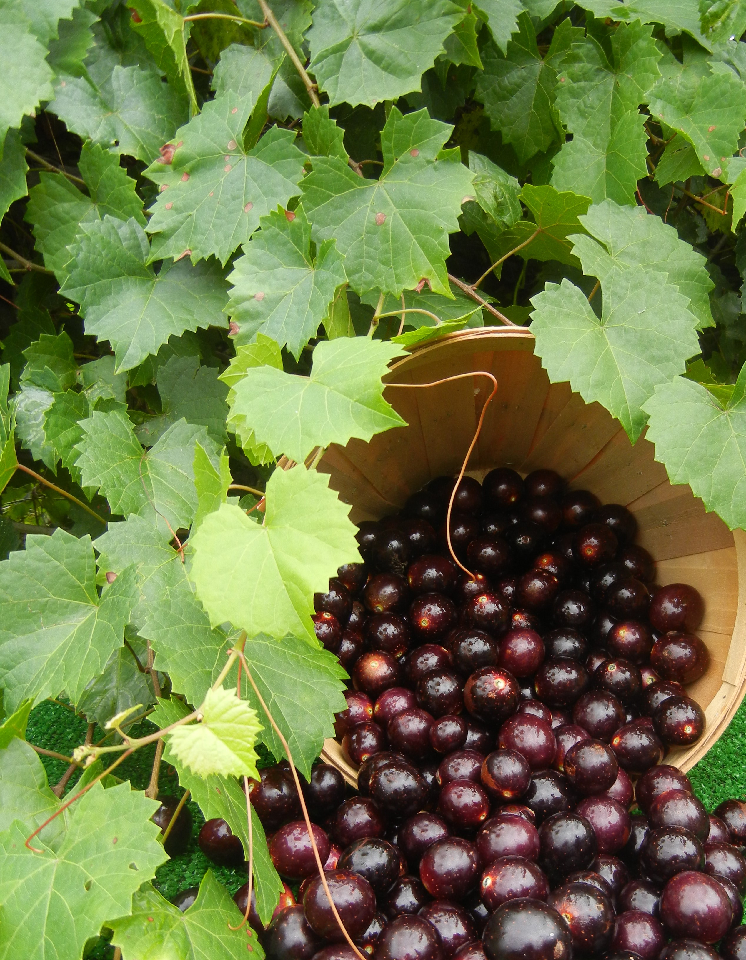 Discover the Health Benefits and Unique Flavor of Muscadine Grapes!