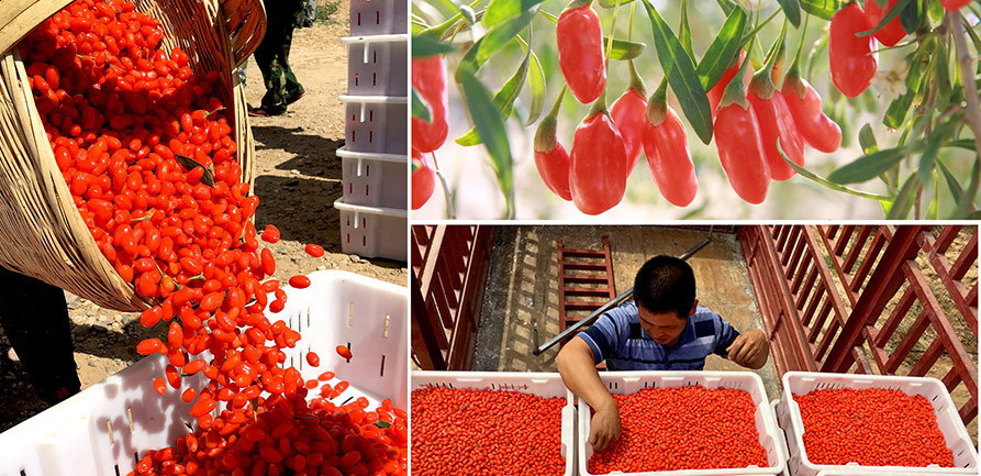 “Goji Berry Industry Boosts Local Economies and Fights Poverty Globally”