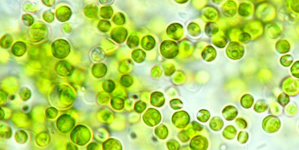 Freshwater Chlorella: The Nutrient-Dense Superfood You Need to Try!