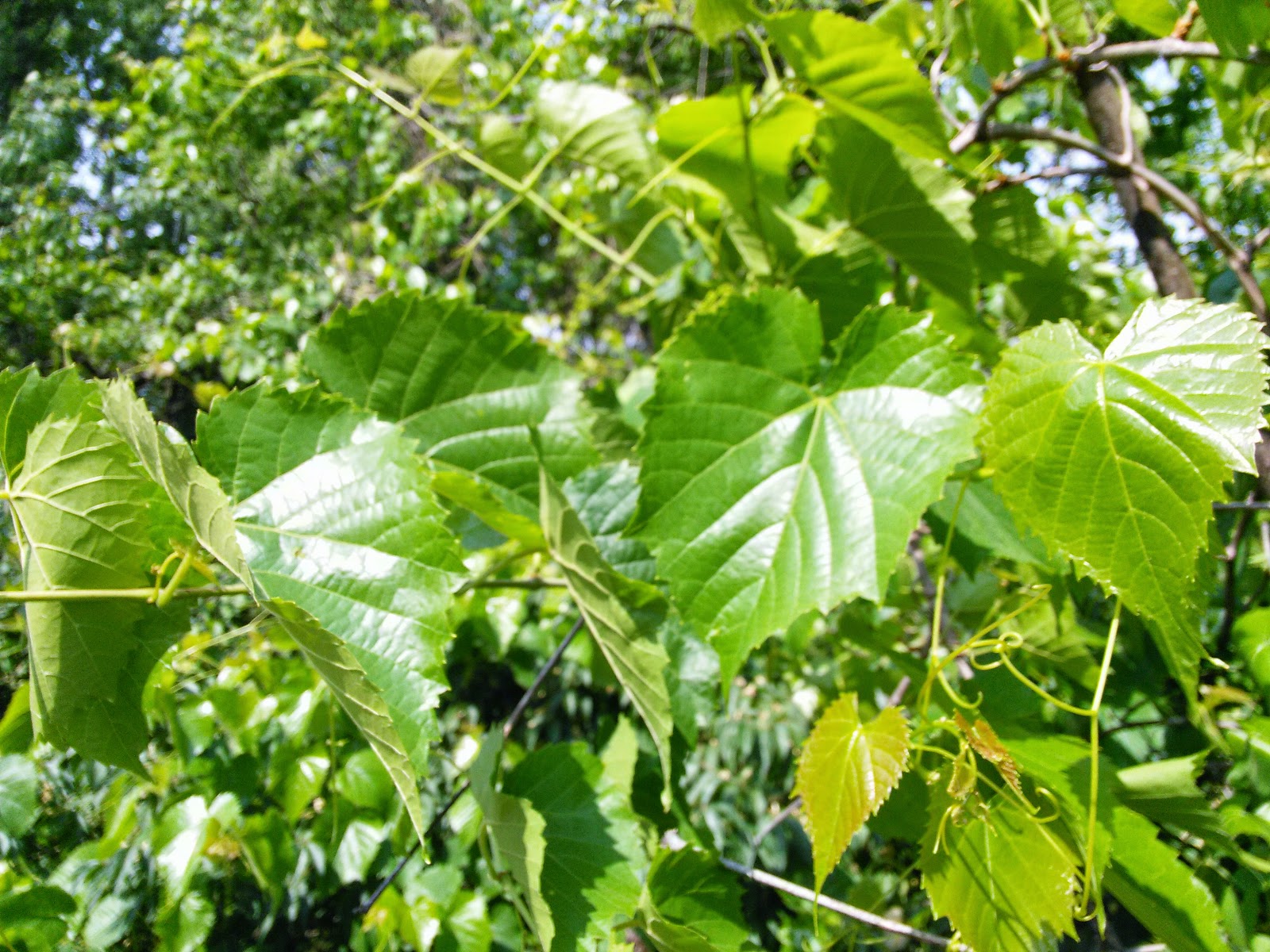 Grape Leaves: A Nutritious and Versatile Ingredient