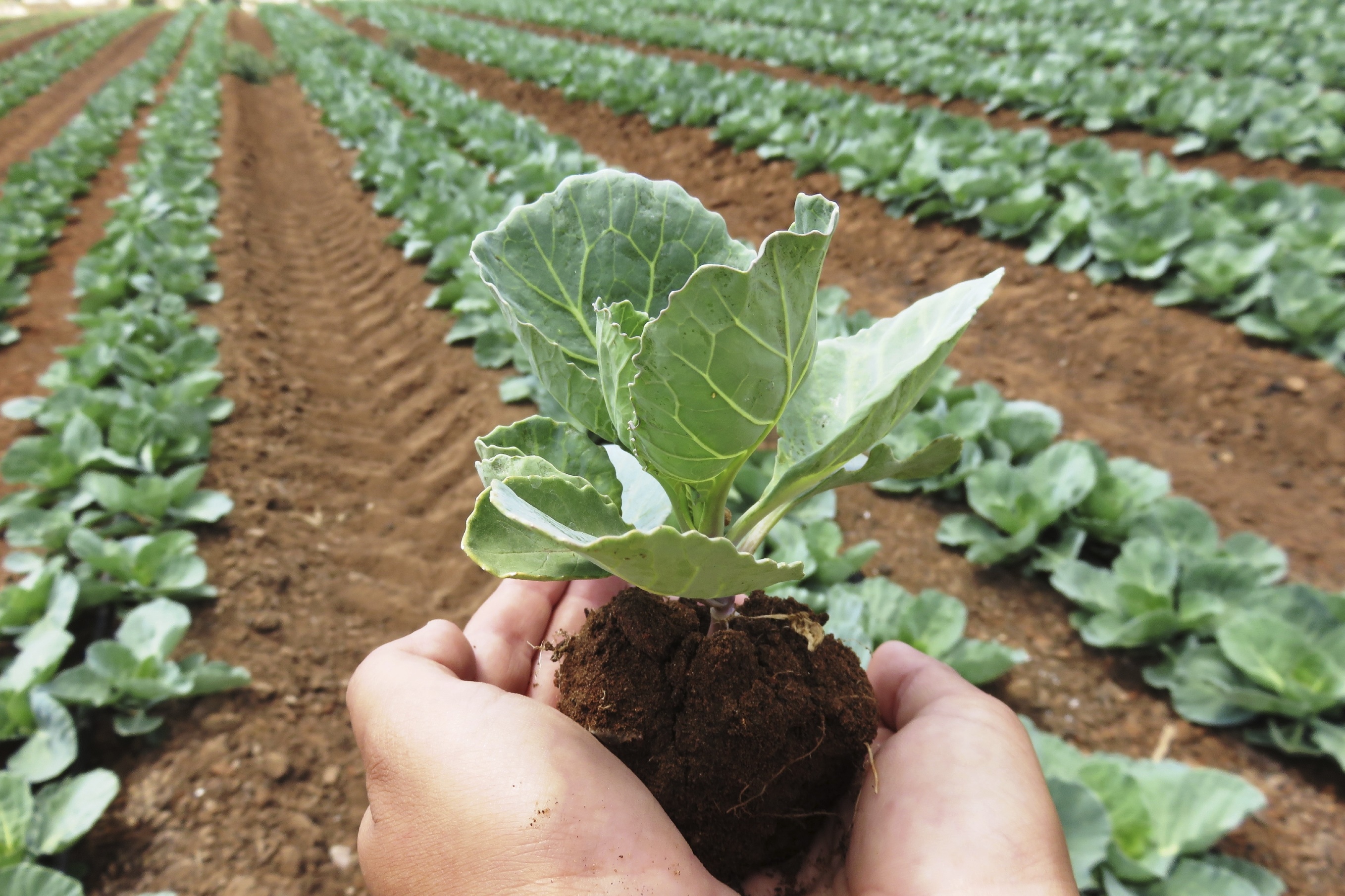 10 Organic Farming Practices That Improve Food Quality and Protect the Environment
