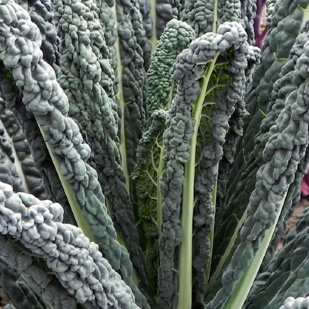Discover the Benefits of Black Magic Kale – The New Superfood on the Block!
