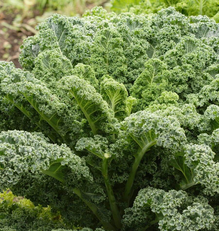 Winterbor Kale: The Nutrient-Packed Superfood You Need in Your Diet