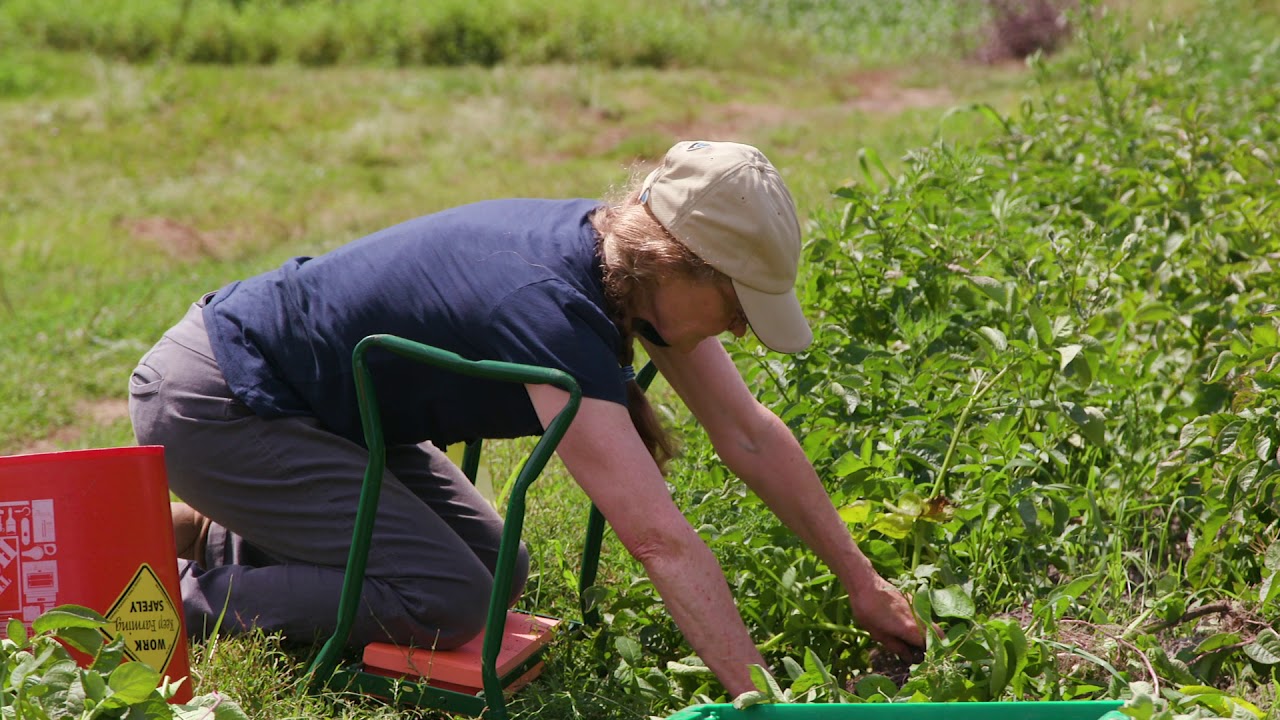 Harvesting for Health: Tips to Optimize Your Produce’s Nutritional Value