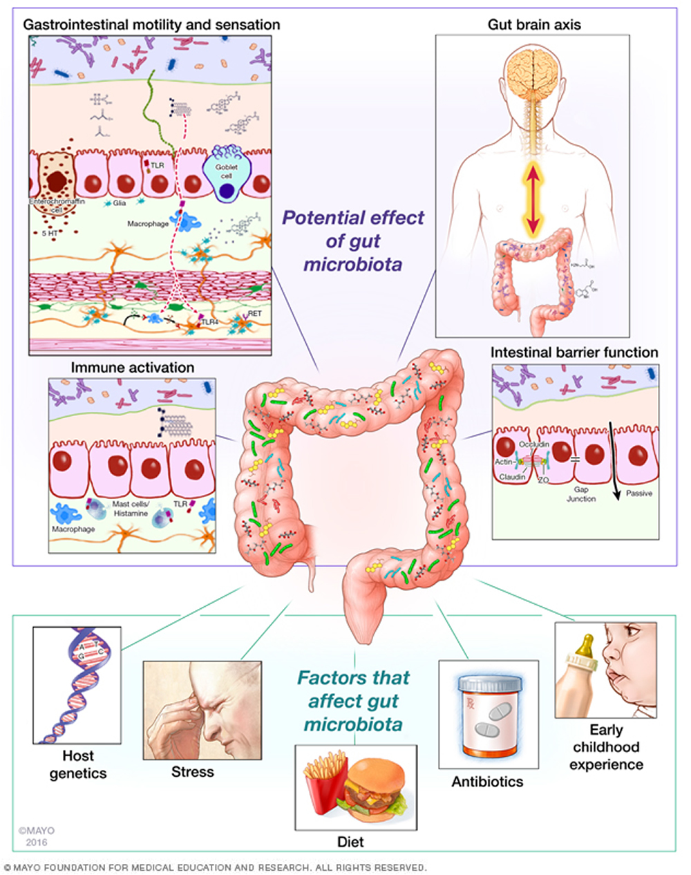 Unlocking the Power of a Healthy Gut: Understanding the Gut Microbiome