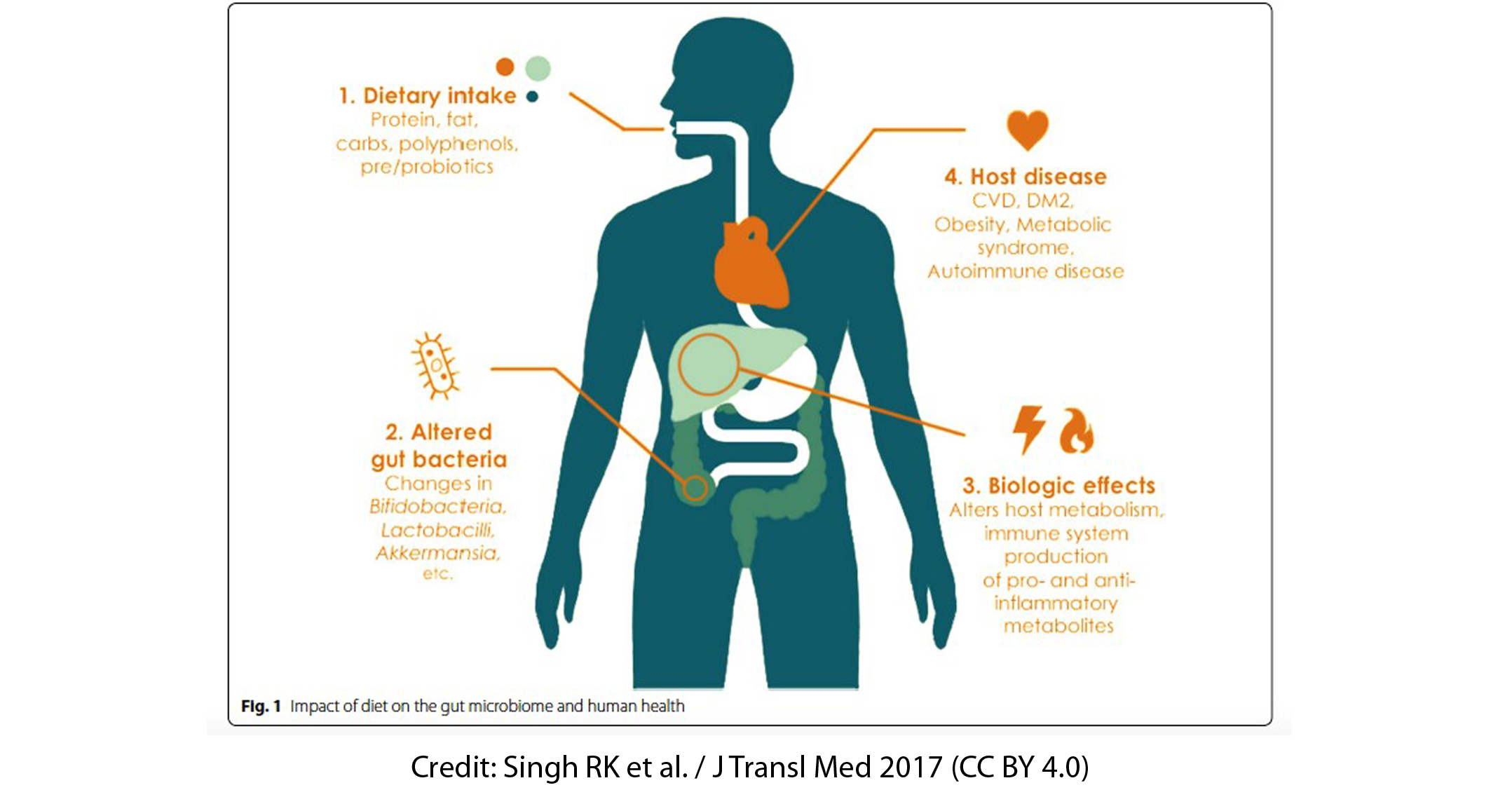 Unlocking the Connection Between Gut Health and Weight Loss: A Retrospective Look