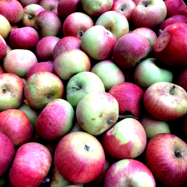 Discover the Delicious and Nutritious Northern Spy Apples