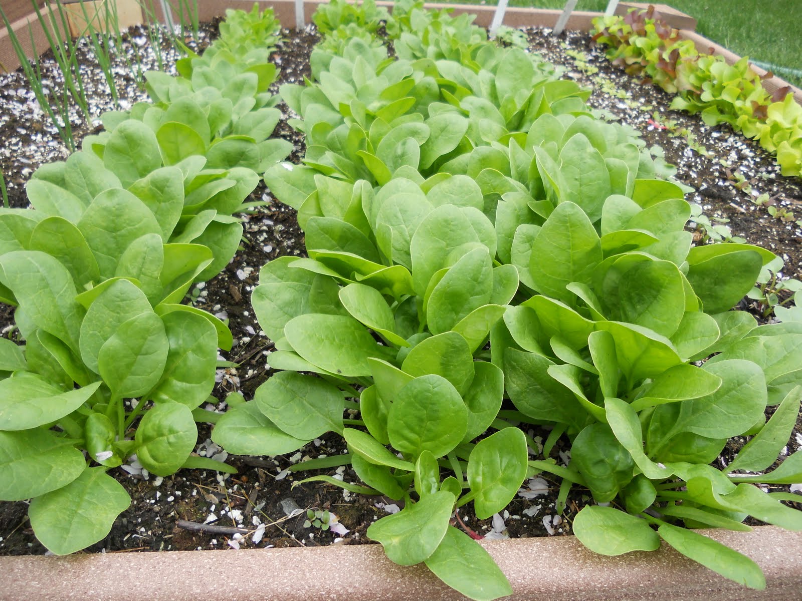 Spinach Cultivation: A Nutritious and Rewarding Endeavor