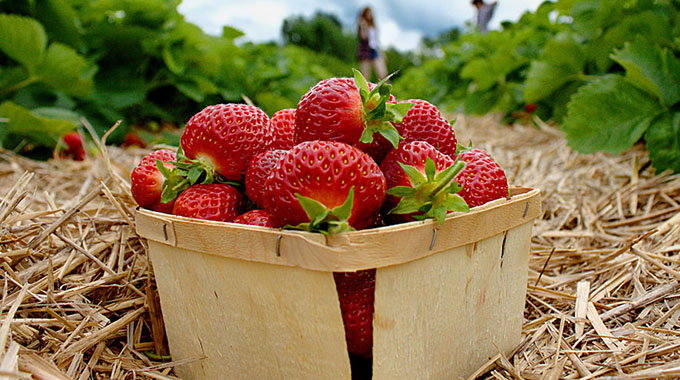 Maximizing Profits: A Guide to Understanding Tax Implications in Strawberry Farming