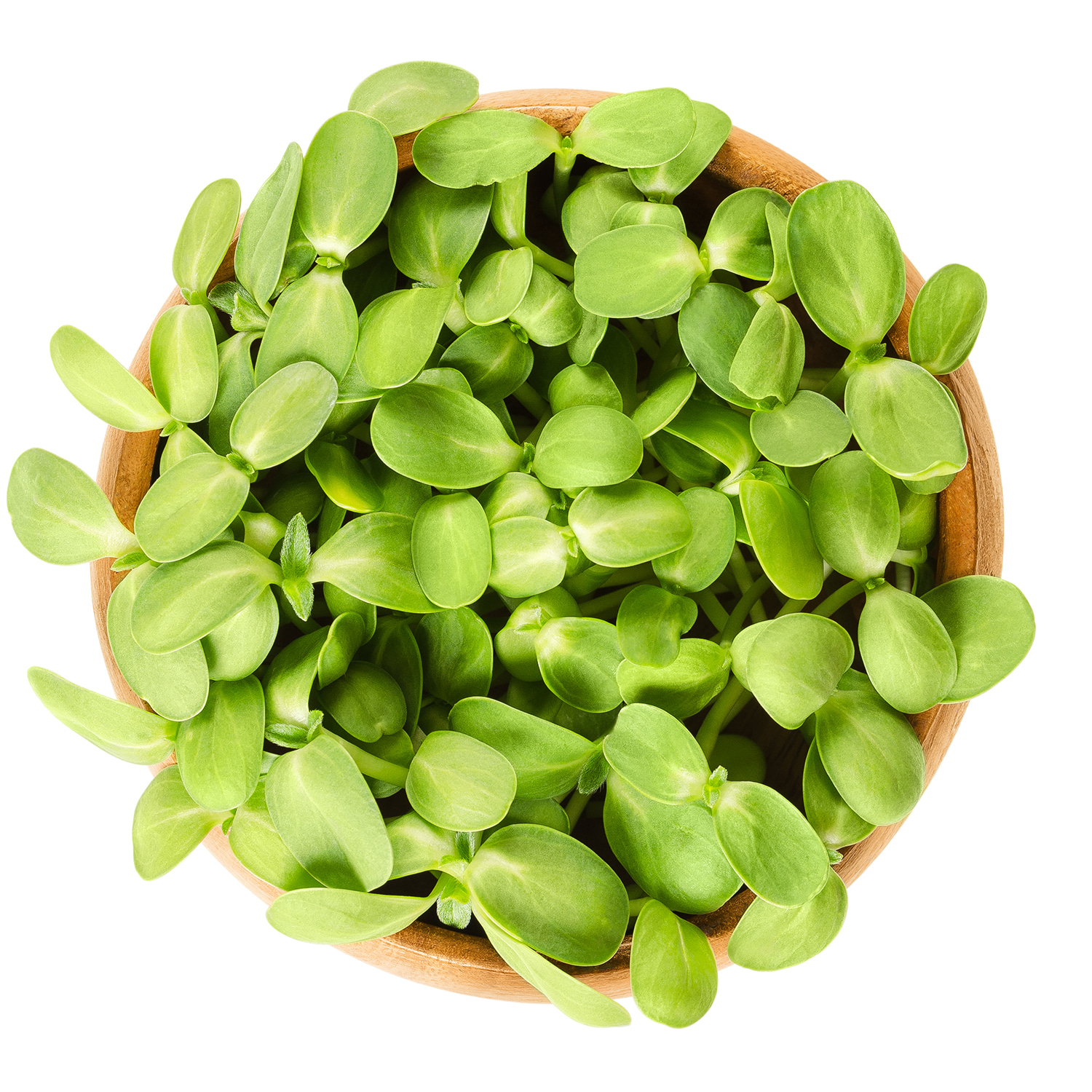 Add Some Nutritional Punch to Your Diet with Sunflower Shoots