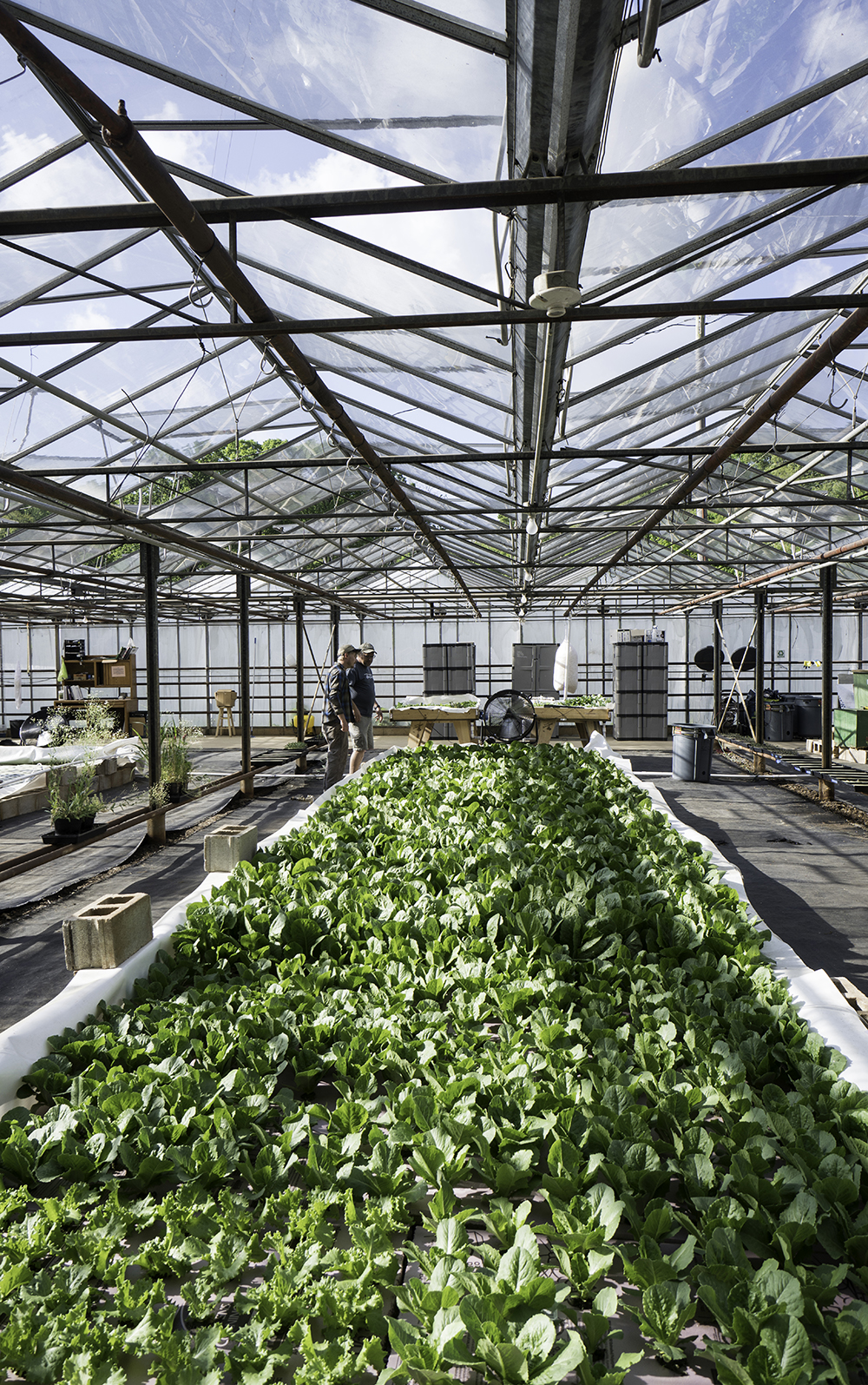 Aquaponics: The Sustainable and Efficient Way to Grow Healthy Food
