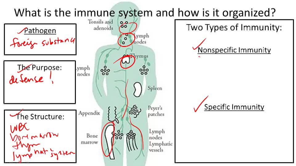 “Boosting Your Immune System: Separating Myths from Facts”