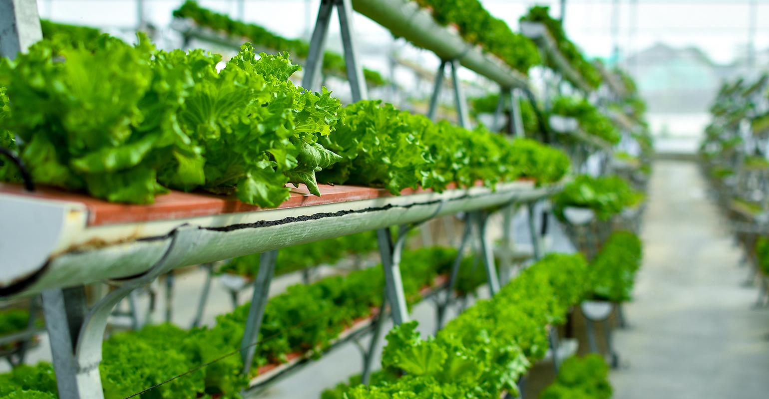 Revolutionizing Agriculture: The Rise of Vertical Farming