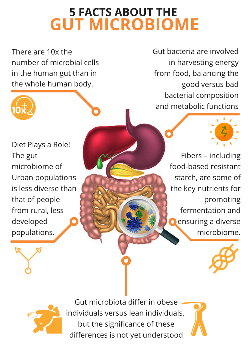 The Microbiome: Why It Matters for Your Health