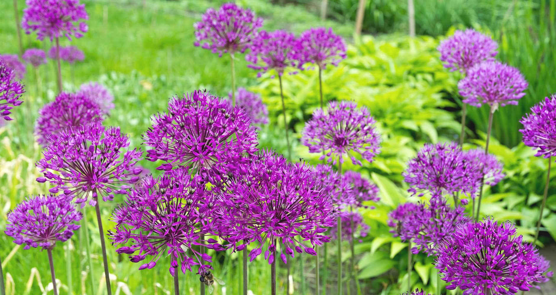 Discover the Tasty and Nutritious World of Edible Wild Plants!