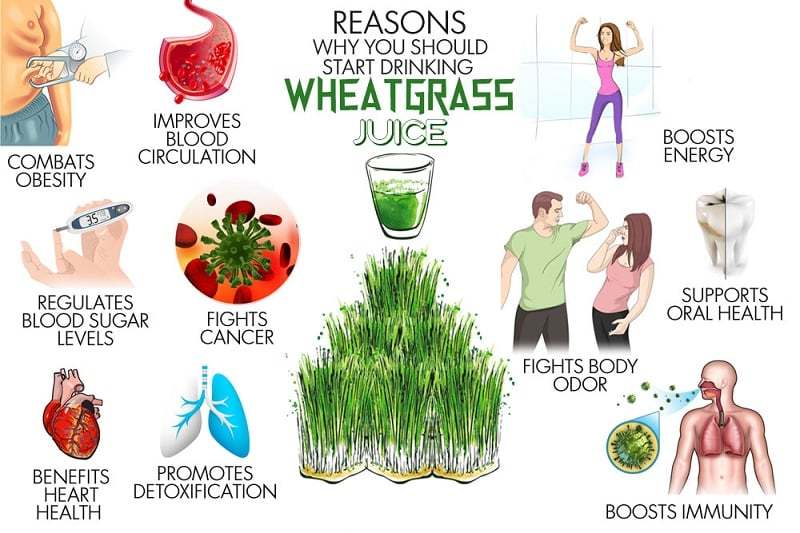 Boost Your Digestion with Wheatgrass: Benefits and Consumption Tips