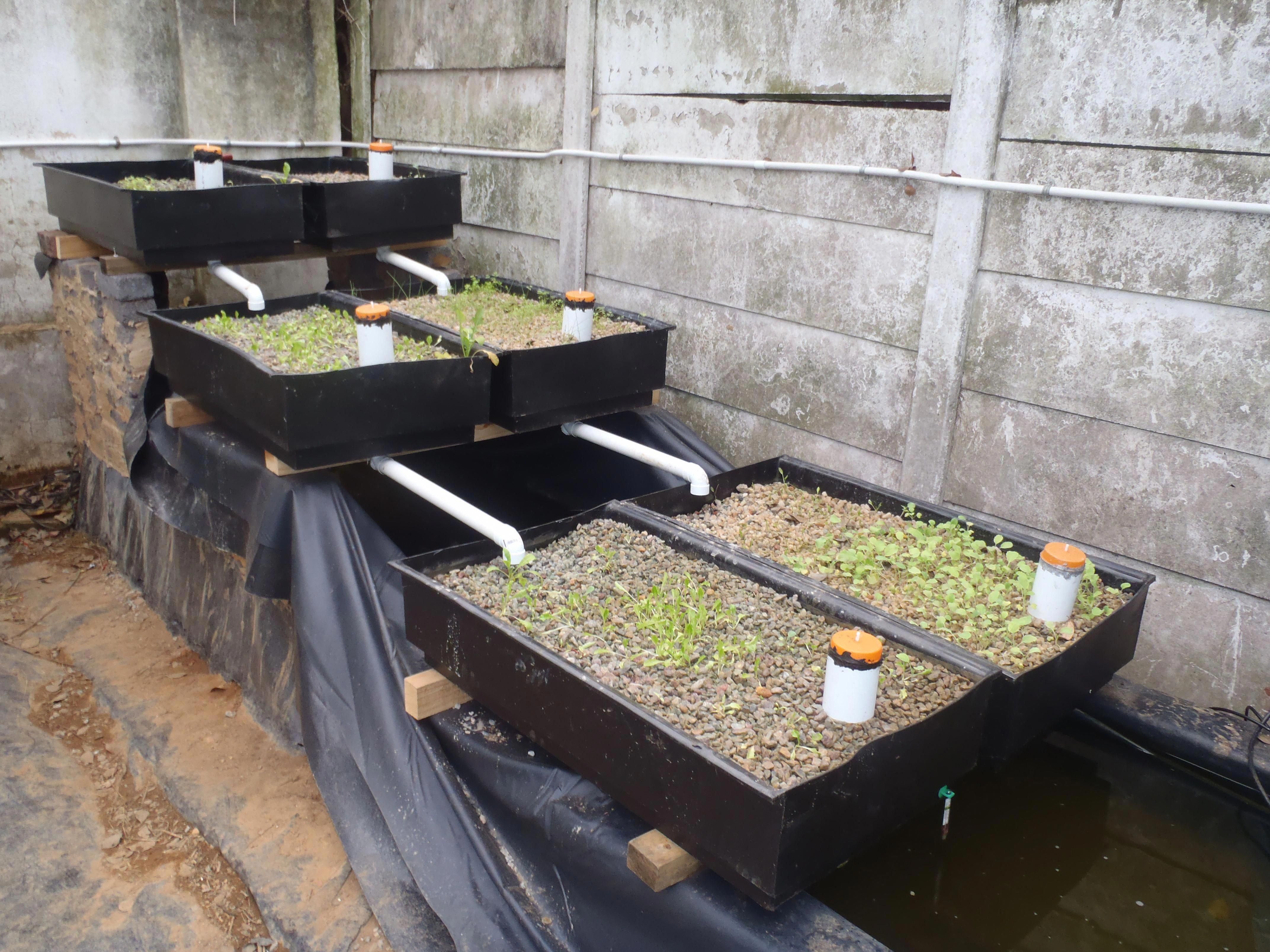 Aquaponics: The Revolutionary Way to Grow Food Sustainably!