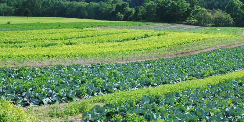 Revolutionize Your Farming: The Power of Crop Rotation