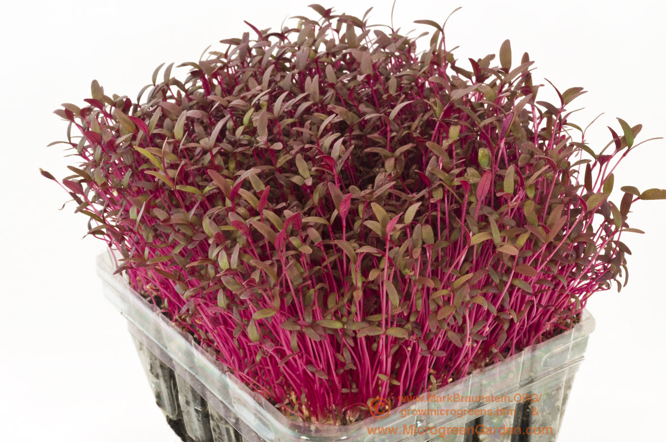 Amaranth Microgreens: The Nutrient-Packed Superfood You Need to Try!