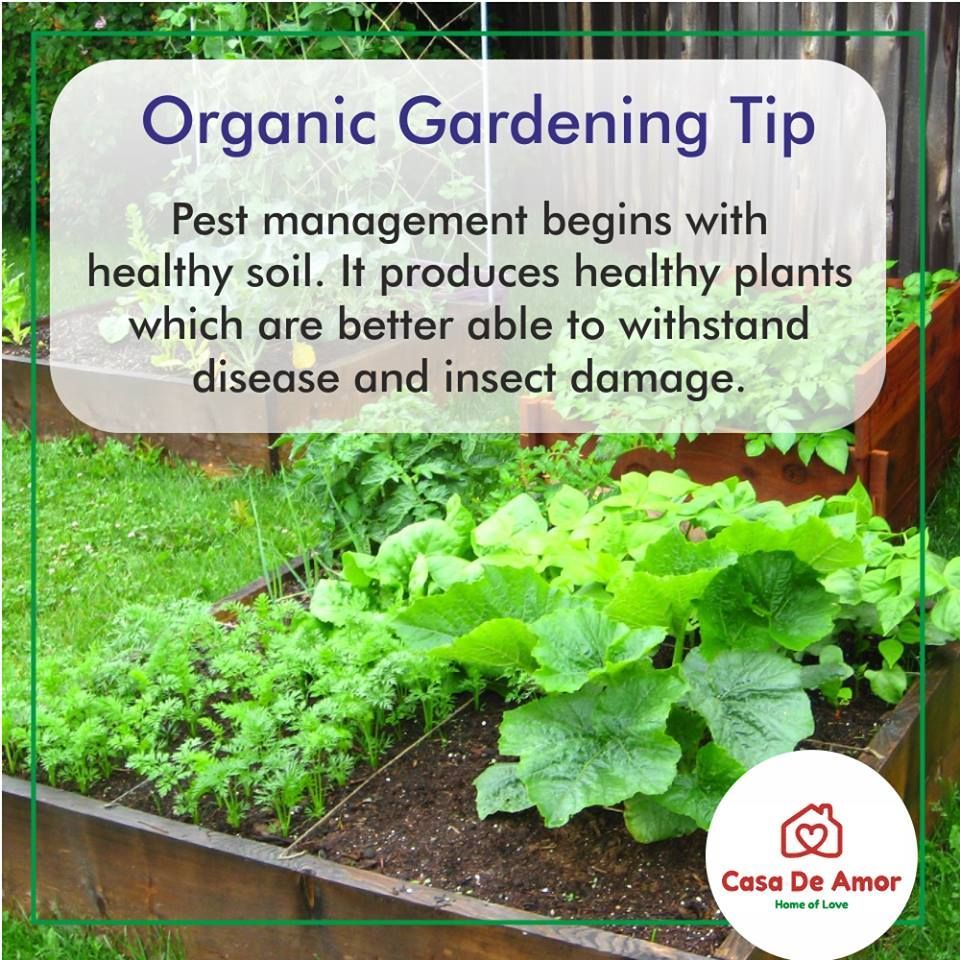 Get Your Hands Dirty: Organic Gardening Tips for Delicious Produce