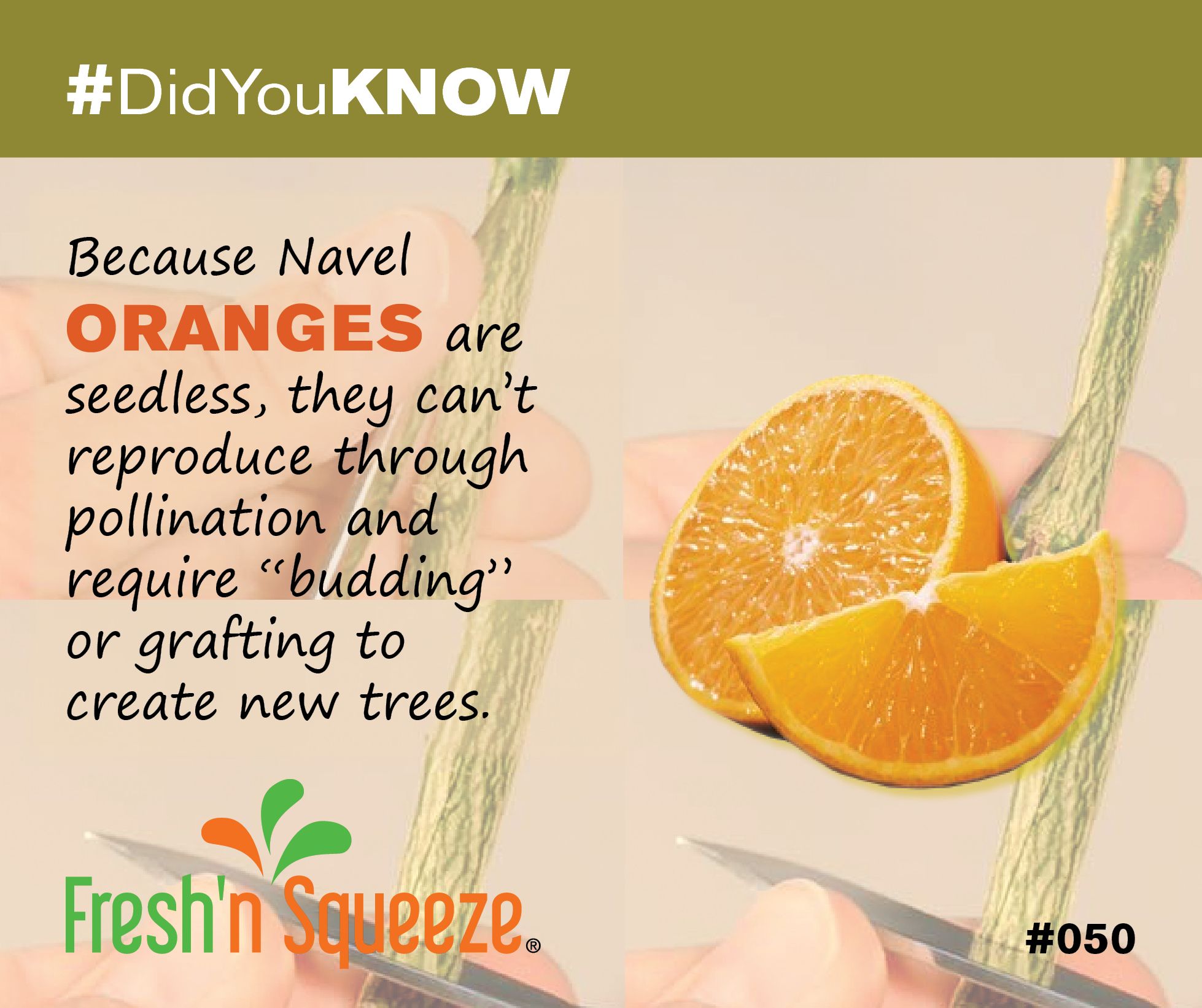 “Juicy Benefits: Why Navel Oranges Should be a Staple in Your Diet”