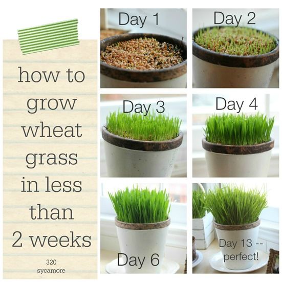 How to Grow Wheatgrass at Home: A Superfood for Optimal Health