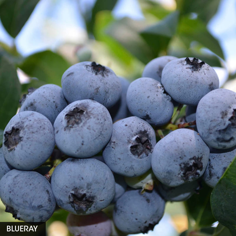 "Preserve Summer's Bounty: Learn How to Freeze Blueberries with These Simple Techniques!"