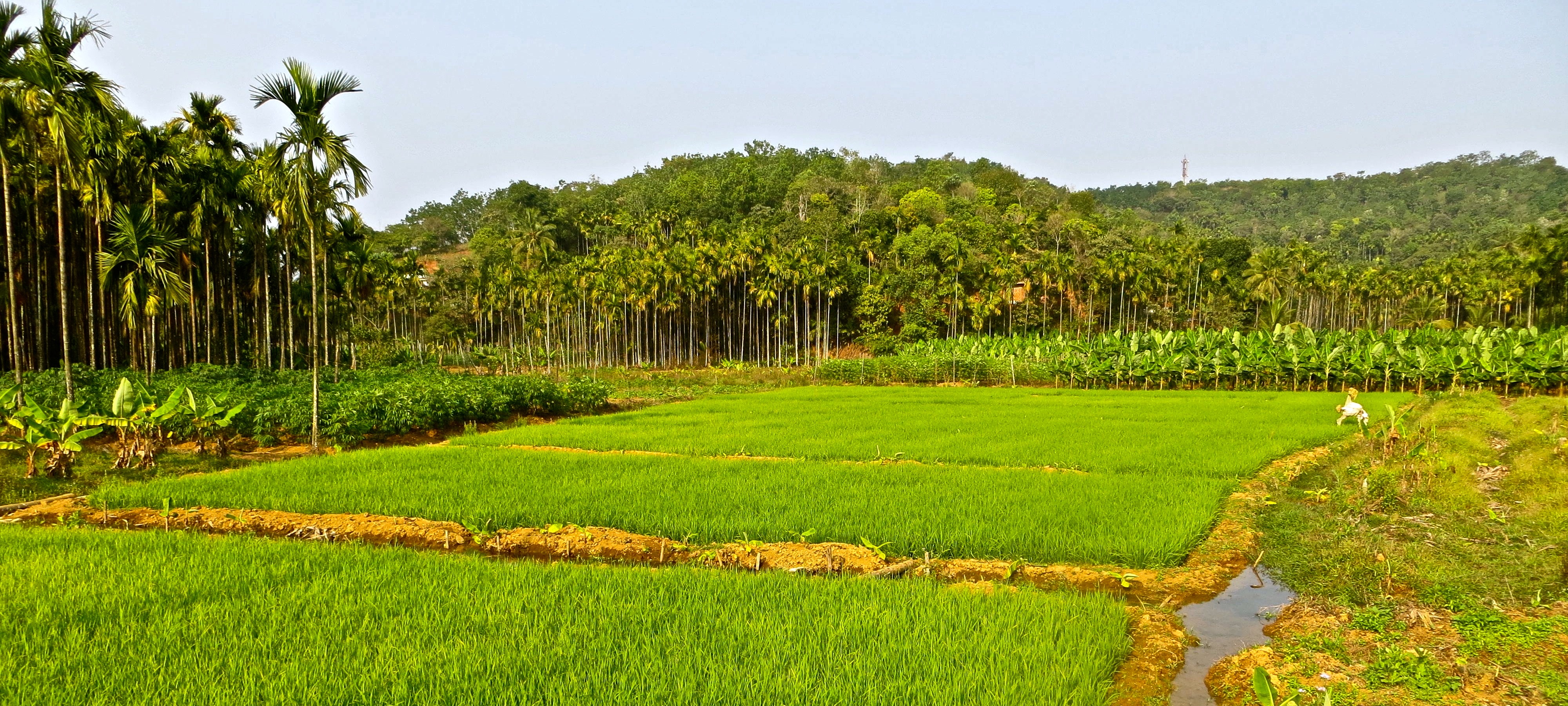 Sustainable Agriculture: Cultivating Food and Preserving the Planet for Future Generations