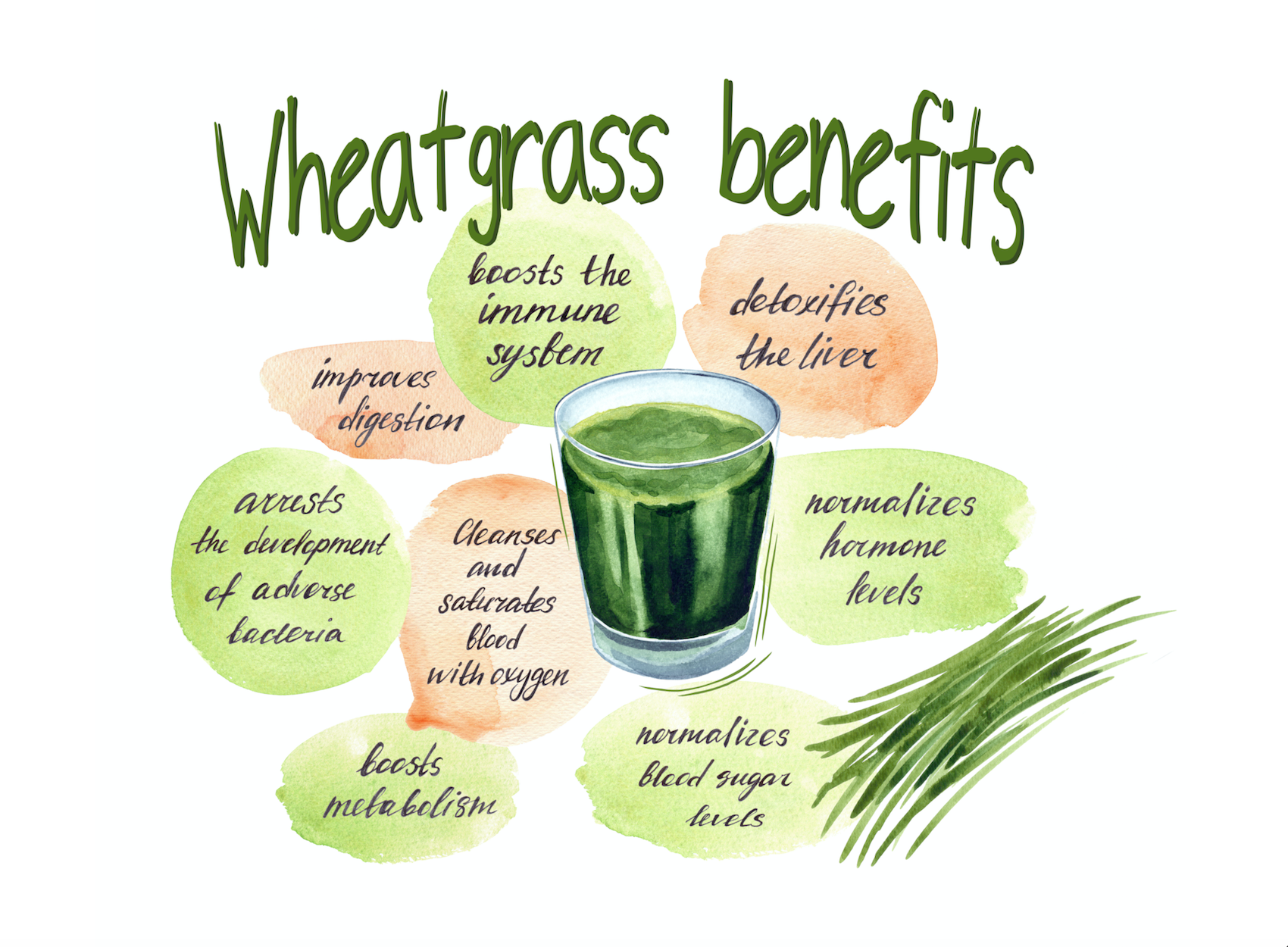 Unleashing the Power of Wheatgrass: Potential Health Benefits Explored