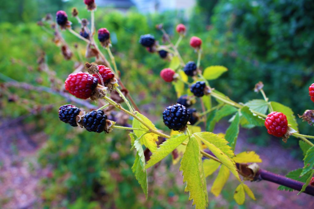 Exploring the Rich History and Health Benefits of Blackberries in North America