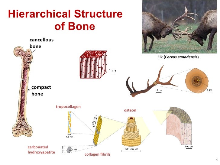Boost Your Bone Health with Collagen – The Protein You Didn’t Know You Needed!