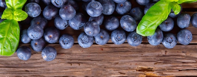 Navigating the Regulations: Exporting and Importing Blueberries in the United States
