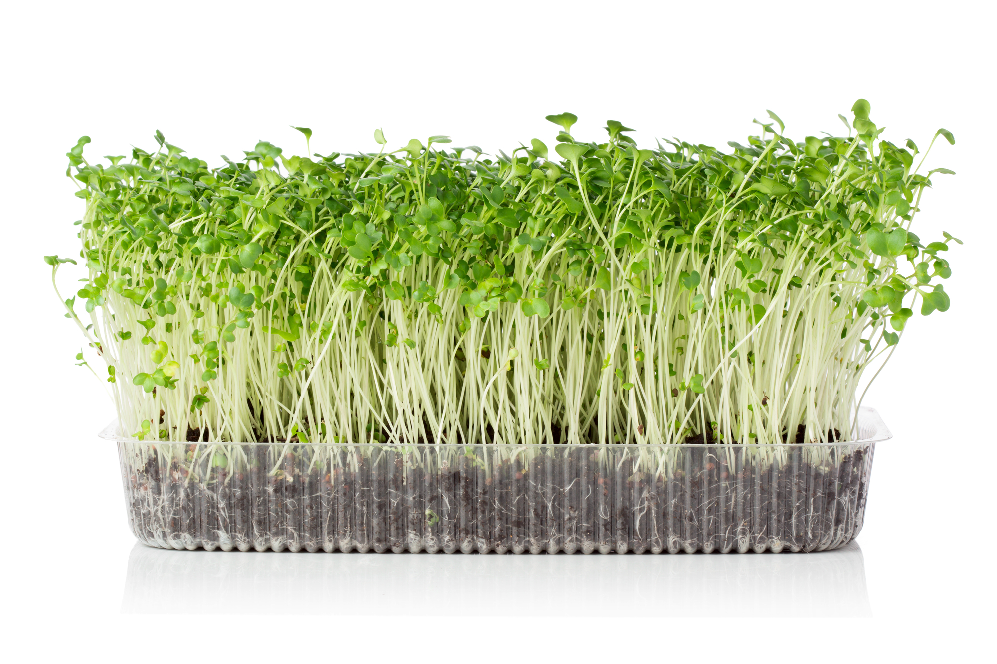 Are Microgreens the New Trendy Garnish?