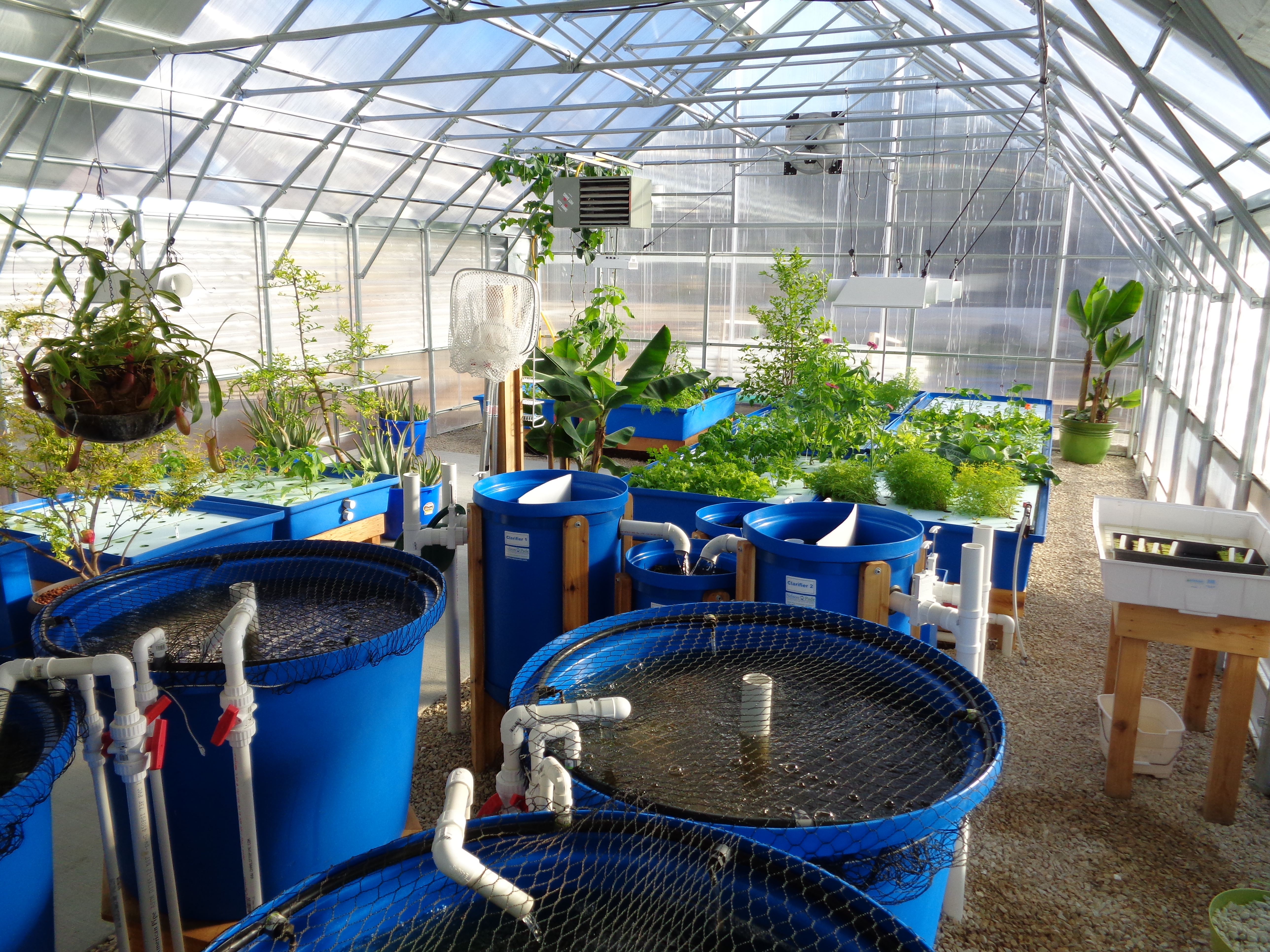 Aquaponics: The Sustainable Solution for Healthy Eating